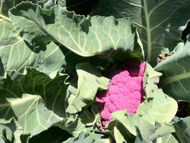 'Graffiti' cauliflower, Brassica oleracea