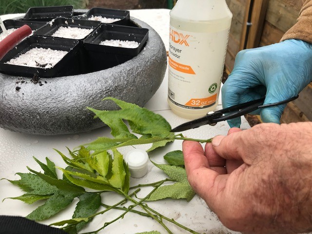 Leaf Cutting Preparation