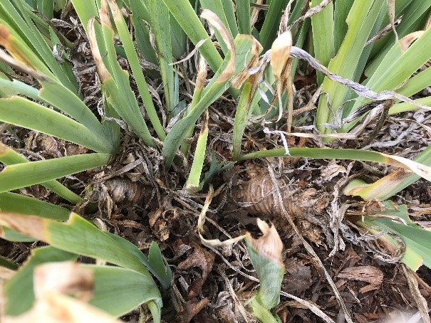 Crowded iris clump pushing up rhizomes