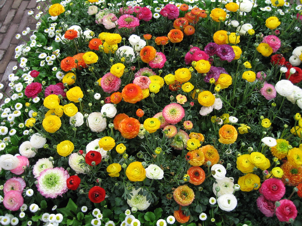 Many colorful ranunculus blossoms in a garden bed