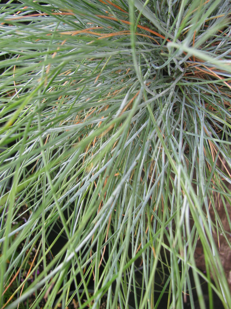 Blue Fescue foliage with characteristic blueish-green color