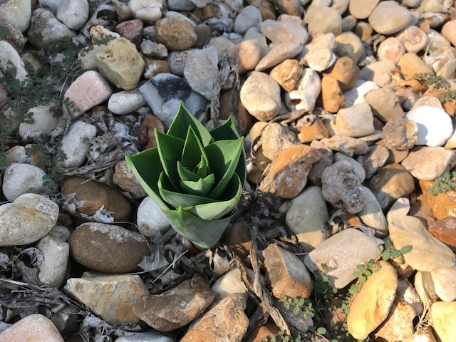 Giant Squill foliage starting to emerge in fall
