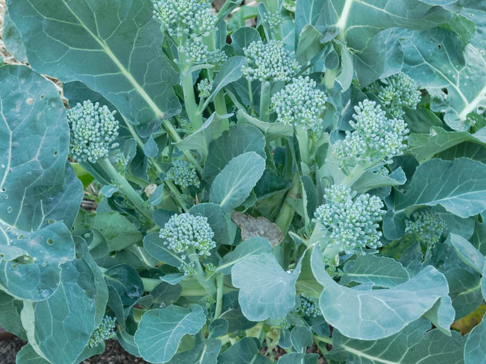 Broccoli with side shoots