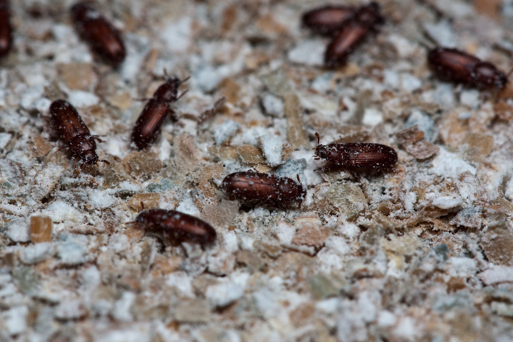 Pantry Pests Grain Beetles