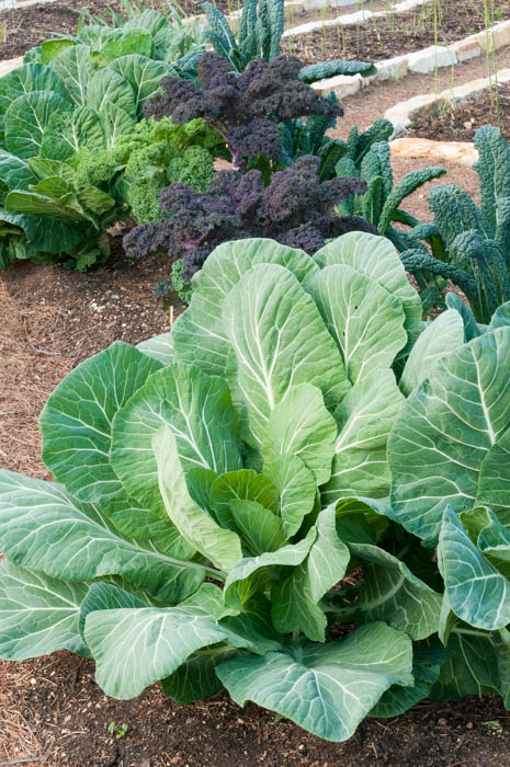 Collards and Kale thrive in the winter garden.