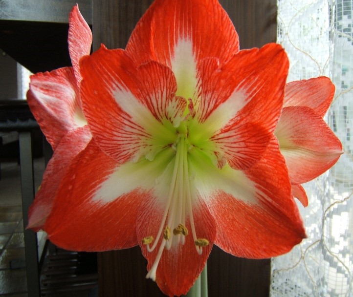 Hardy Red Amaryllis bloom