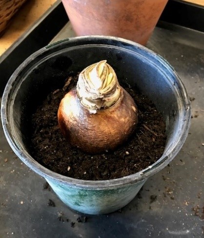 Plant the bulb with the pointed end up.