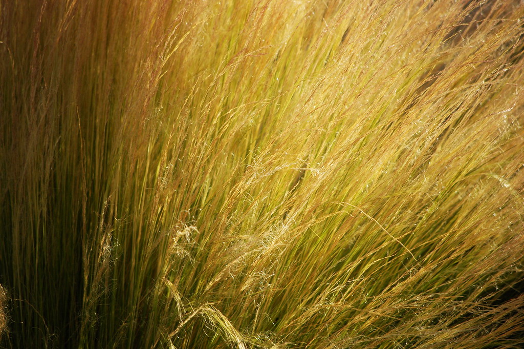 Backlit grass