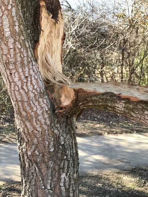 Broken tree branch from recent winter storm
