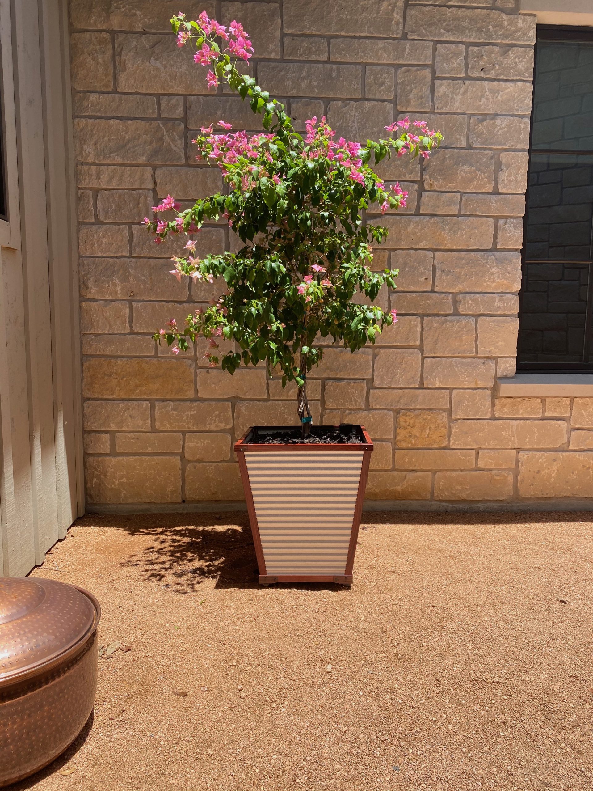 bougainvillea trained as a standard in the reservoir planter