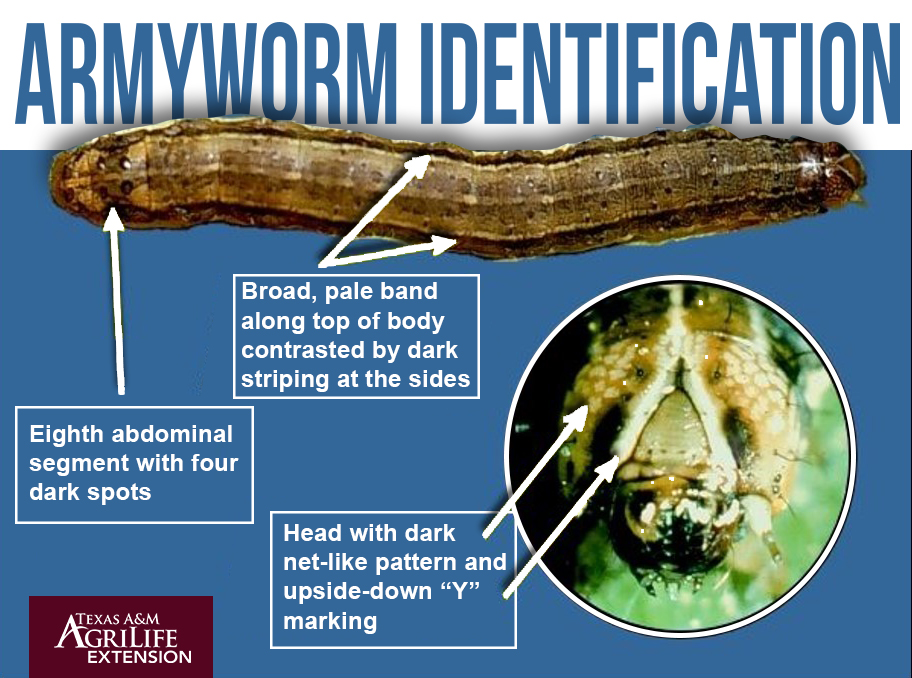 how to identify fall armyworms