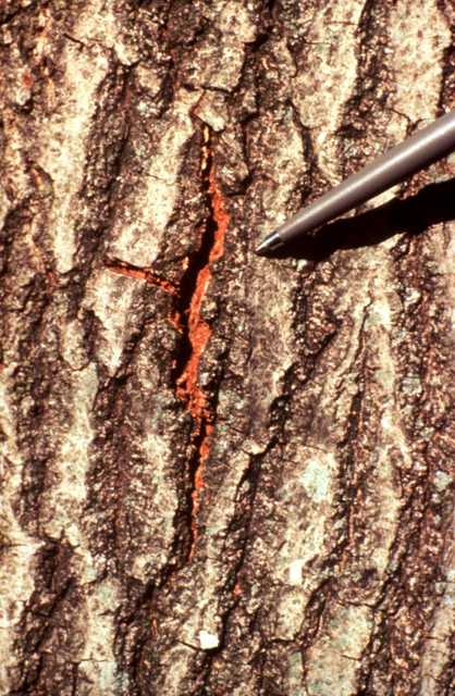Fungal mat crack in a red oak