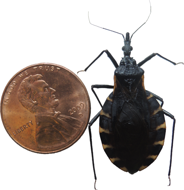 Kissing bug next to a penny