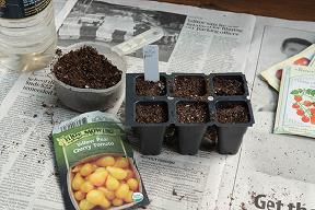 Tomato seeds being planted in seed starting containers