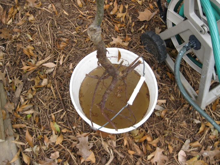 Roots being placed in a bucket of water prior to planting