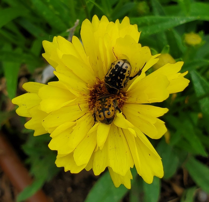Kern's Flower beetle eating pollen from a yellow flower