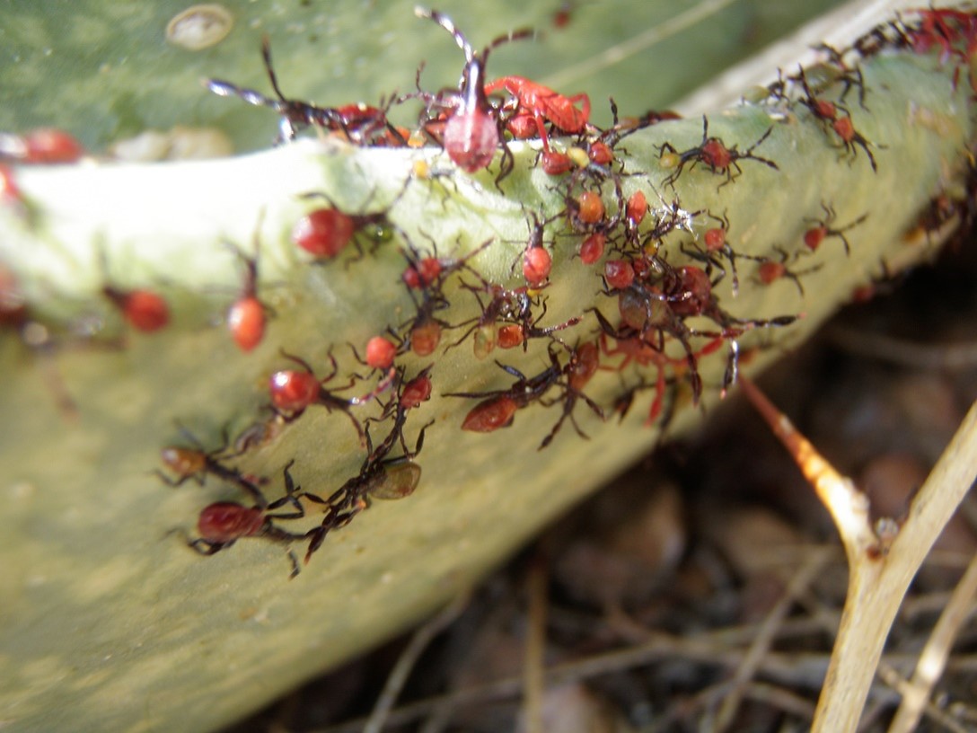 Red Cactus coreids swarming on a prickly pear pad