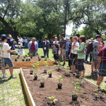 Veggie Garden Planting Demo