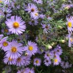 Fall Aster - Aster oblongifolium - a bee-friendly plant for Austin