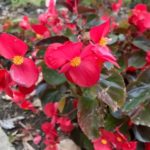 Whopper Red Texas Superstar Begonia