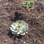 Echeveria plant at the Pfluger Pedestrian Bridge garden