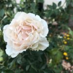 Icecap rose blossom in the Earth-Kind Demonstration Garden