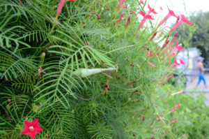Mantid hanging out in the garden - Texas Vegetable Garden Insects