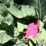 'Graffiti' cauliflower, Brassica oleracea