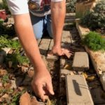 Chamomile being transplanted