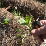 Thinning the Pac choi