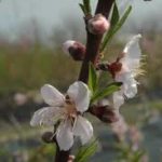 Pruning Fruit Trees