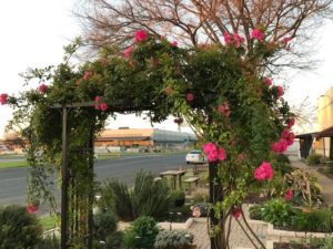 Peggy Martin Rose in full bloom at the Earth-Kind Demonstration Garden on Smith Road