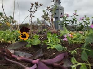 Penny Series Pansy being used for pops of color in the planting bed