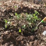 Relocating sage plants in Earth-Kind Demonstration Garden