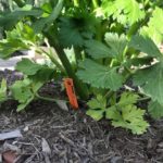 Celery growing in the herb bed at the Earth-Kind Demonstration Garden