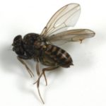 Fly Identification and Management Online Webinar