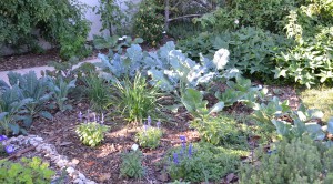 Vegetable garden at AgriLife office - vegetable gardening in Austin