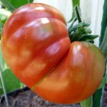 Red tomato - vegetable gardening in Austin