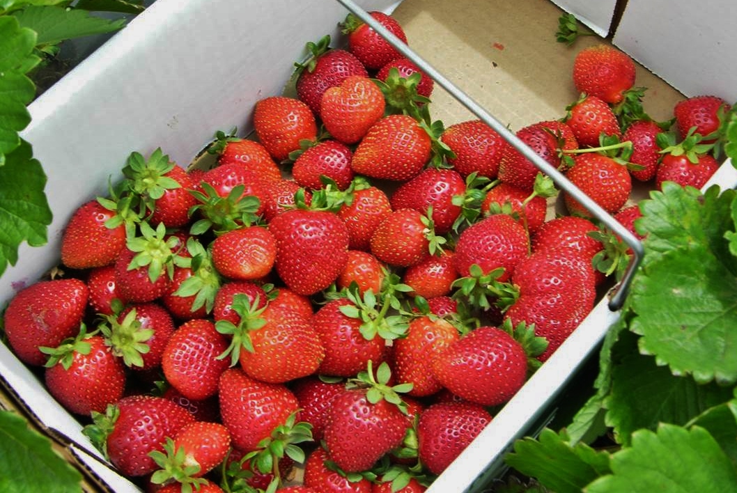 Festival Strawberry - A Texas Superstar - Growing Strawberries in Austin