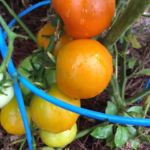 Juane Flammee Tomato - Top Tips for Terrific Tomatoes