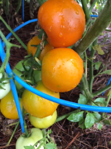 Juane Flamme Tomato ready to harvest on the May vegetable garden checklist