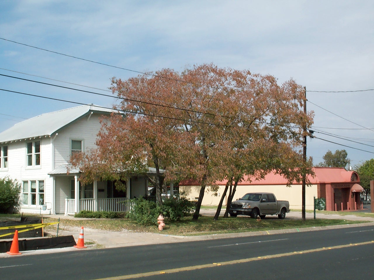 Native Eastern Persimmon in Austin