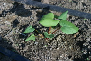 New rhubarb plant - Grow Rhubarb In Texas