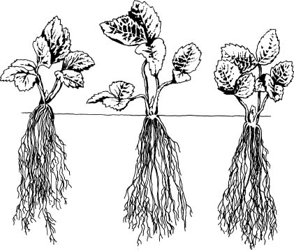 Strawberry Planting Depth - Growing Strawberries in Austin