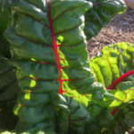 Swiss Chard - 10 successful vegetable gardening tips