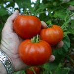 Early Girl Bush Tomato - Top Tips for Terrific Tomatoes