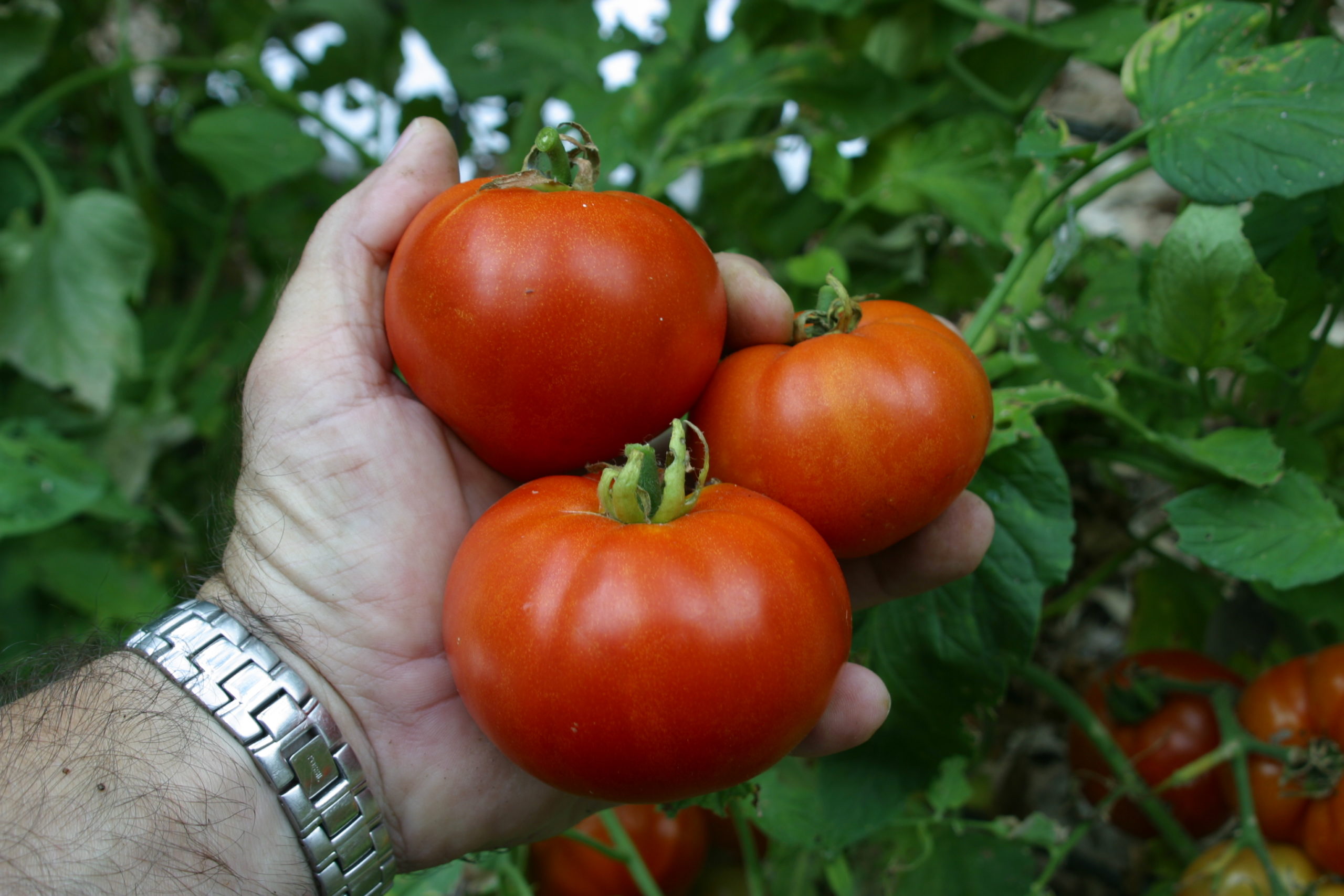 Steps for Growing Tomatoes Successfully in San Antonio Texas