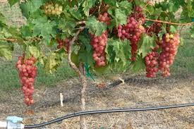 Victoria Red Grapes on a trellis - Backyard Fruit and Nuts