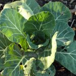 Collards