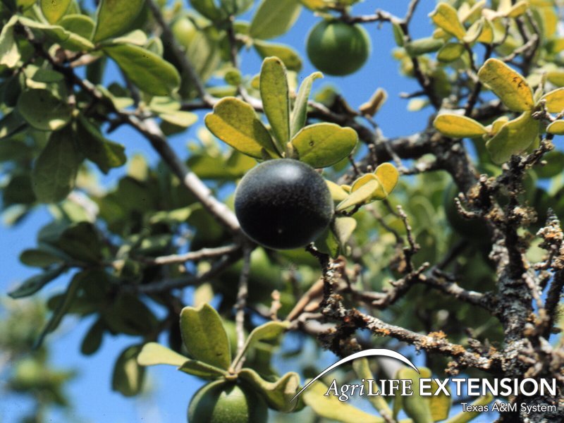 Texas Persimmon